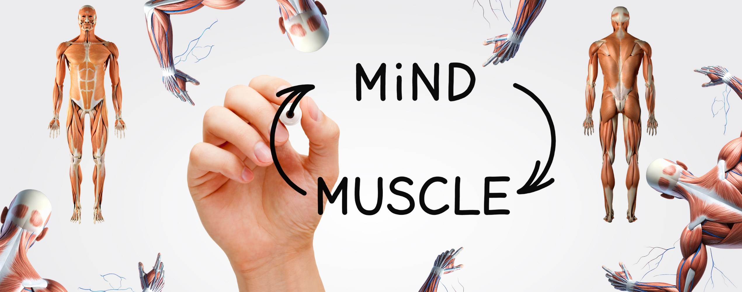 The Powerful Role of The Neuromuscular Junction (2025)